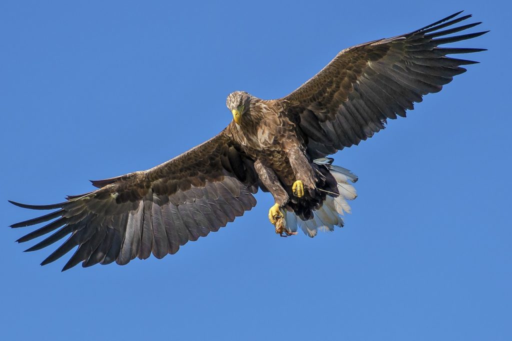 Private conservation might be the future hero for endangered species