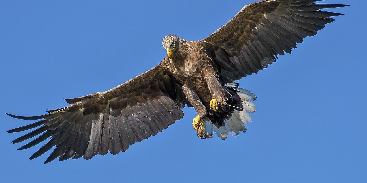 Private conservation might be the future hero for endangered species Private conservation might be the future hero for endangered species