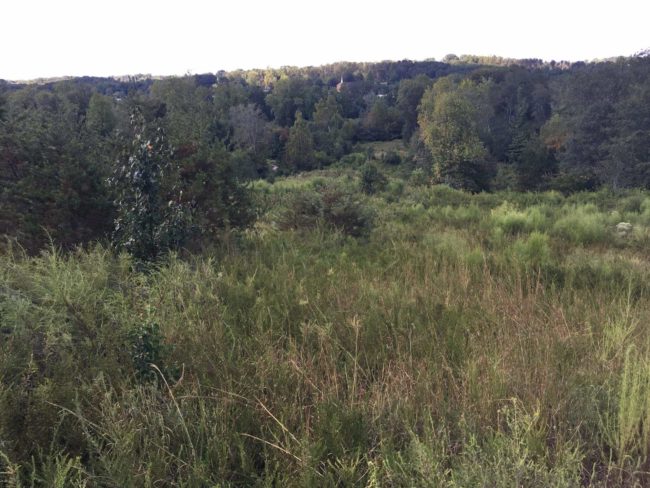 River West Views