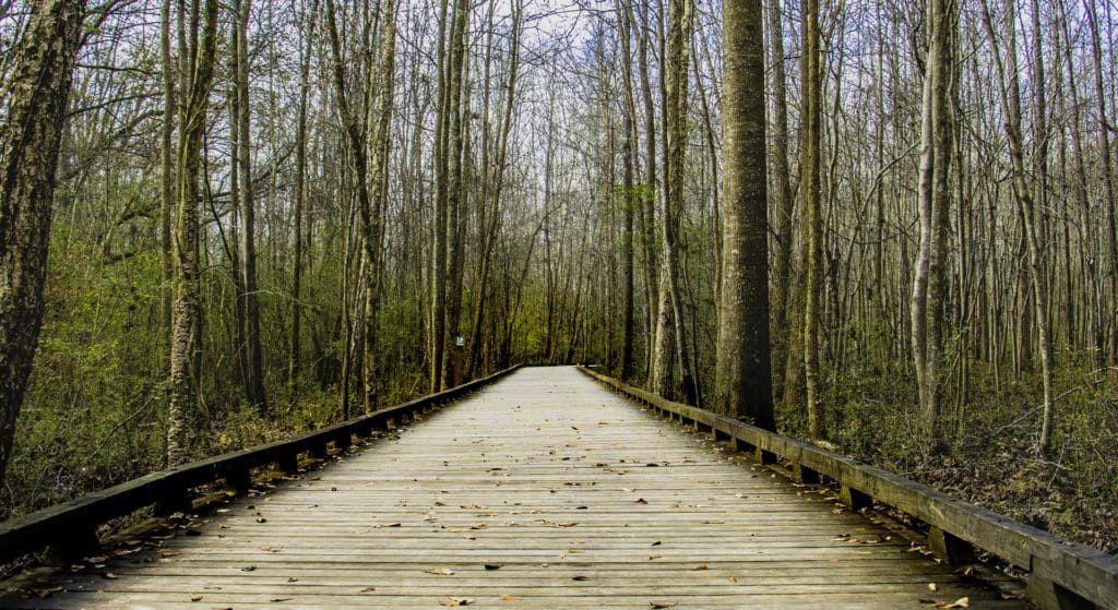 Forest Park Walk North Carolina
