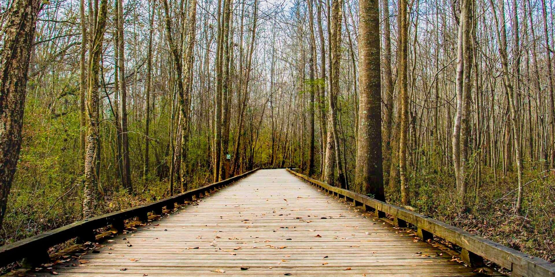 Forest Park Walk Forest Park Walk North Carolina