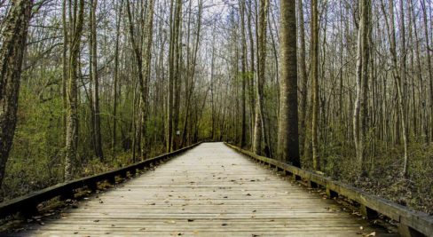 Forest Park Walk North Carolina