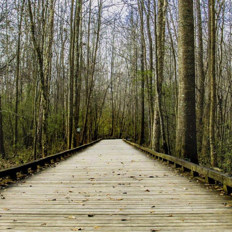 Forest Park Walk Forest Park Walk North Carolina