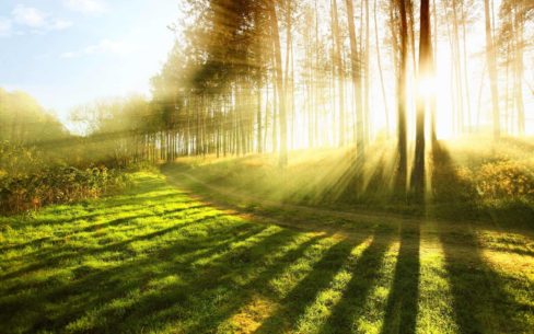 The Sun Bursts through the trees on this property