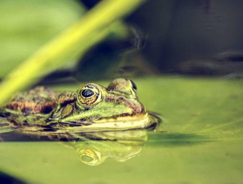 A Frog waiting patiently for an insect