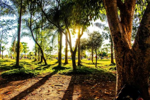 The sun rays passing through the trees
