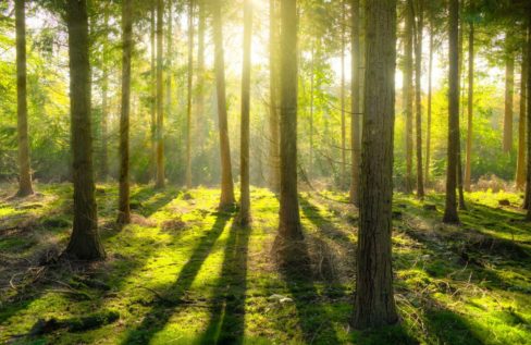The sun passing through the trees