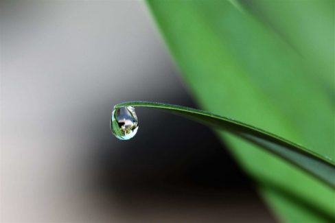 Drop Drop, Water slowly building on leaf