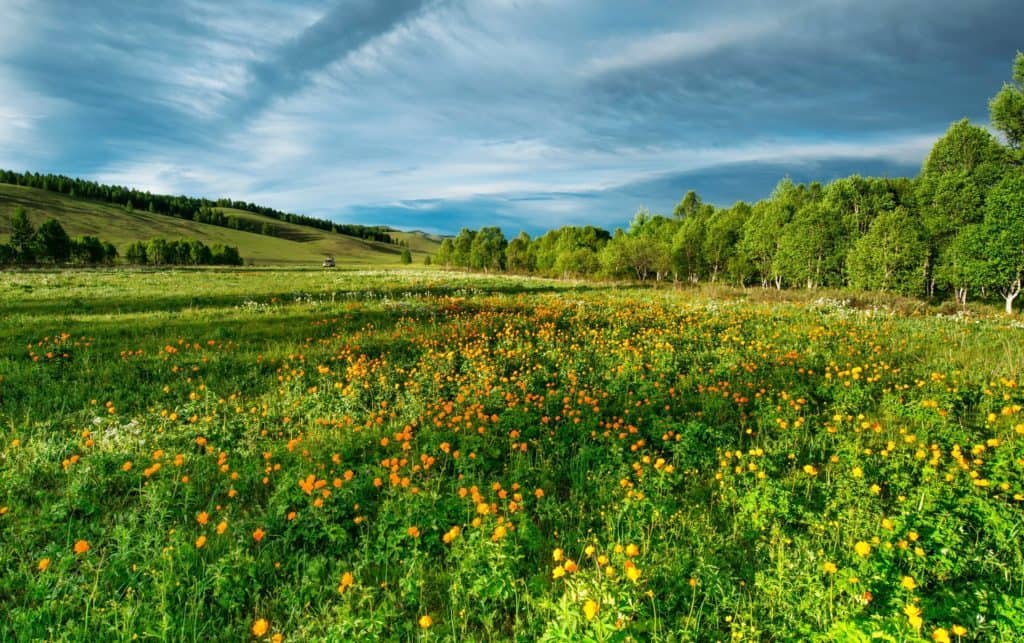 Morning Flowers on a clearing day