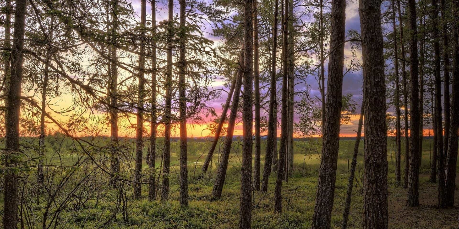 Sunset Sunset through the trees