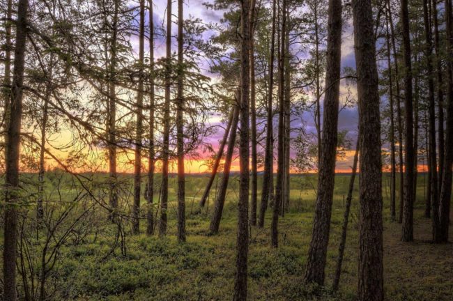 Sunset Sunset through the trees