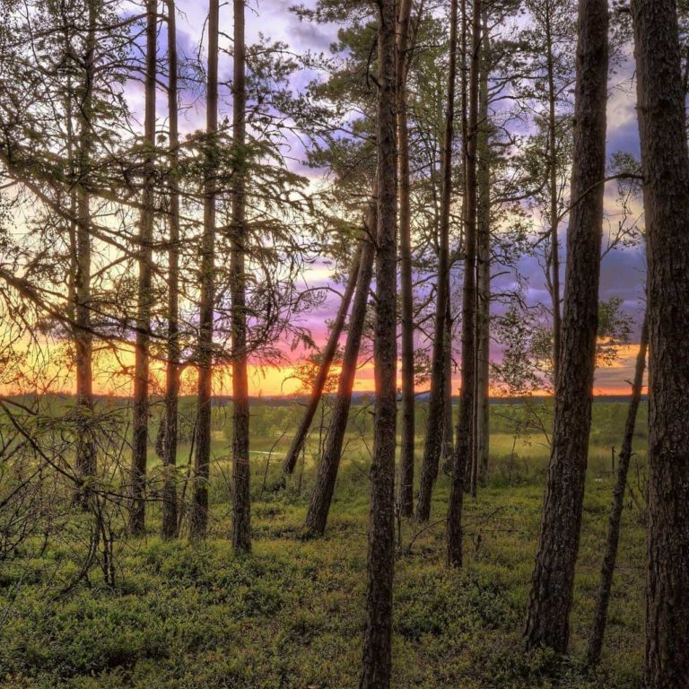 Sunset Sunset through the trees
