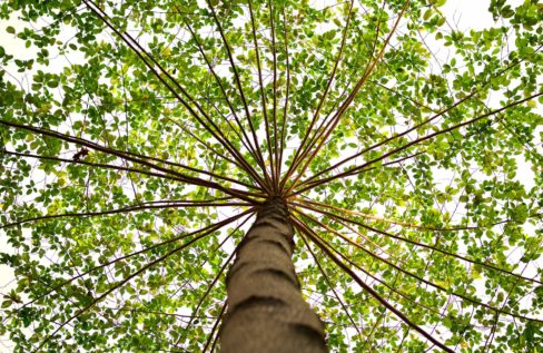 The outstretched green spread of an amazing tree