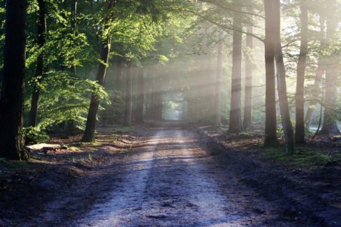 Road full of Sun Rays