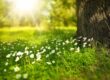 Spring Tree Flowers