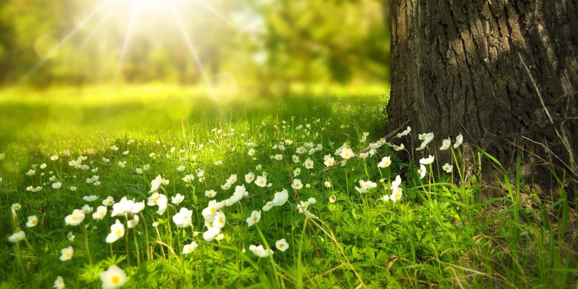 Spring Spring Tree Flowers