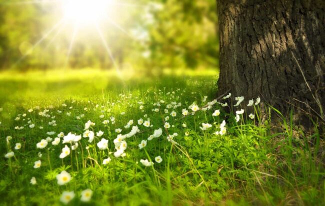 Spring Tree Flowers