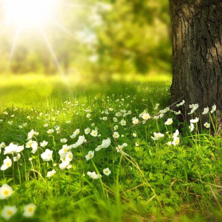 Spring Spring Tree Flowers
